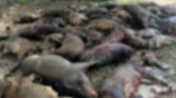 Wild boars that cause crop damage was shot dead in kerala Mararikulam Gram Panchayat asd Wild boars that cause crop damage was shot dead in kerala Mararikulam Gram Panchayat asd