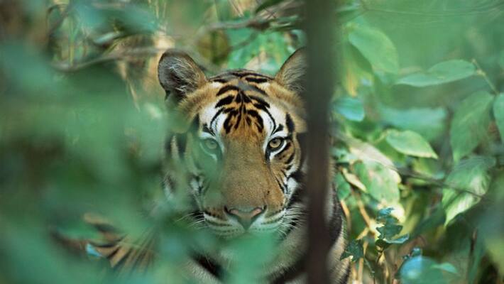 madhya pradesh loses more than double big cats compared to karnataka its nearest rival for tiger state tag in 2022 ash madhya pradesh loses more than double big cats compared to karnataka its nearest rival for tiger state tag in 2022 ash