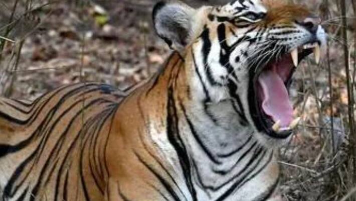 Uttarakhand A tiger drags away a drunkard who was drinking with his friends at Jim Corbett National Park akb Uttarakhand A tiger drags away a drunkard who was drinking with his friends at Jim Corbett National Park akb