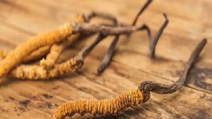 what is cordyceps fungus which chinese army intruded into indian territory ash what is cordyceps fungus which chinese army intruded into indian territory ash