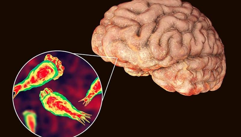 what-is-brain-eating-amoeba-know-its-symptoms-prevention-and-chances