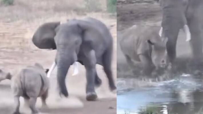 Elephant And Rhino terrible fighting video goes viral akb Elephant And Rhino terrible fighting video goes viral akb