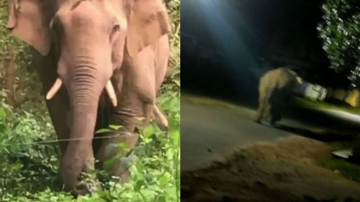 mission team who catch wild elephant pt 7 says needed one more kumki elephant mission team who catch wild elephant pt 7 says needed one more kumki elephant