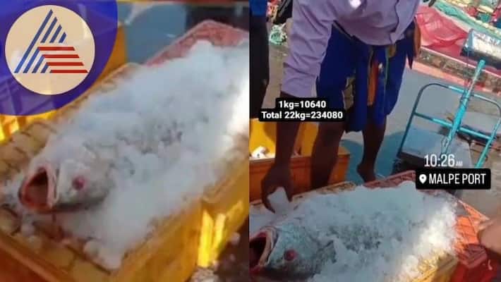 1 fish sold at Malpe port for 2.23 lakh at udupi rav 1 fish sold at Malpe port for 2.23 lakh at udupi rav