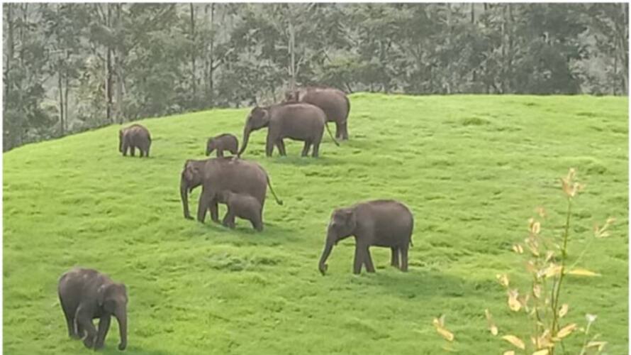 Wild animals population rise in India kgn Wild animals population rise in India kgn