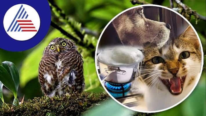 looking of these animals is considered a bad omen looking of these animals is considered a bad omen