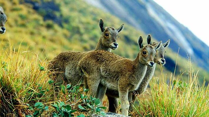 tamil nadu government 5 year plan for protect the nilgiri tahr tamil nadu government 5 year plan for protect the nilgiri tahr