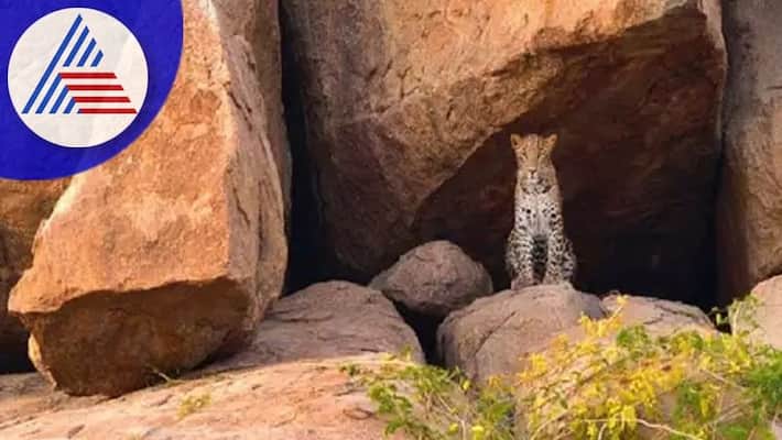 Leopard threat to Chitradurga city Three leopards spotted on Chandravalli road cliff sat Leopard threat to Chitradurga city Three leopards spotted on Chandravalli road cliff sat