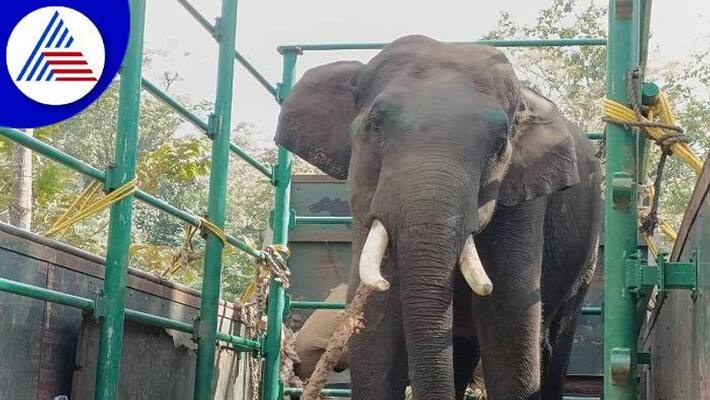 Wild Elephant Captured in Kodagu grg Wild Elephant Captured in Kodagu grg