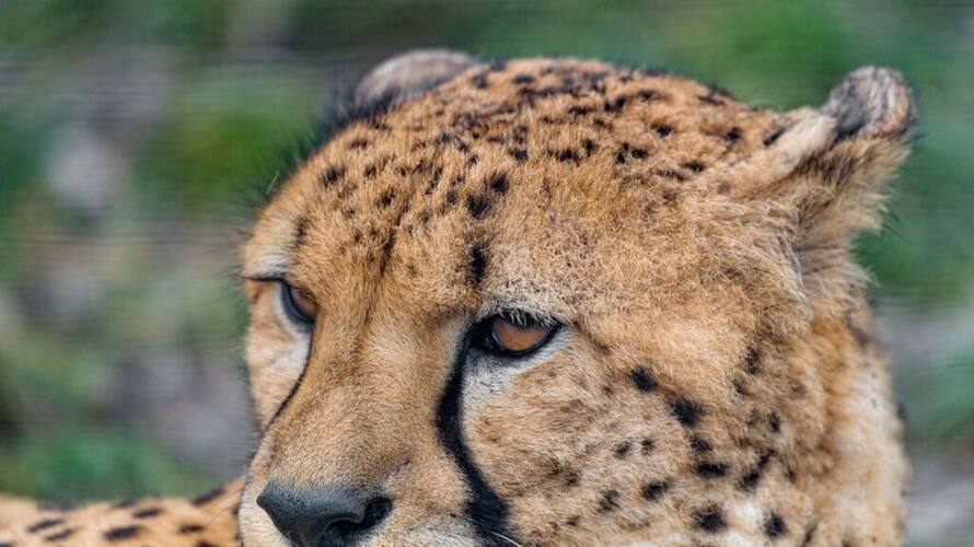 Sasha a female cheetah brought from Namibia dies due to kidney failure in Madhya Pradesh AJR Sasha a female cheetah brought from Namibia dies due to kidney failure in Madhya Pradesh AJR