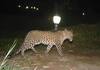 Leopard in Mysore district Intimation to DC officials to complete sugarcane harvesting in 15 days suh