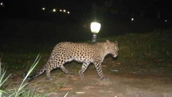 A girl was killed in a leopard attack in Uttar Pradesh's Bijnor
