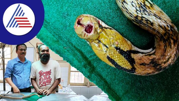 A doctor who saved the life of a snake suffering from cancer at dharwad rav A doctor who saved the life of a snake suffering from cancer at dharwad rav