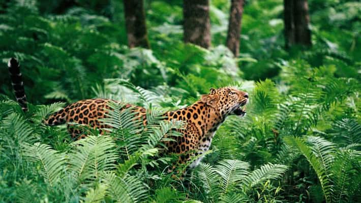 Mysuru News 11 year Boy Killed In Leopard Attack In T Narasipur Taluk gvd Mysuru News 11 year Boy Killed In Leopard Attack In T Narasipur Taluk gvd