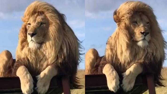 video of male lions silky hair style and pride look goes viral this scene captured in Masai Mara park in Kenya akb video of male lions silky hair style and pride look goes viral this scene captured in Masai Mara park in Kenya akb