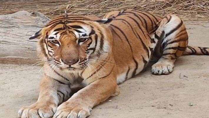 Tiger Kishan is no more. Nawab Wajid Ali Shah died in Zoological Park after battling cancer Tiger Kishan is no more. Nawab Wajid Ali Shah died in Zoological Park after battling cancer