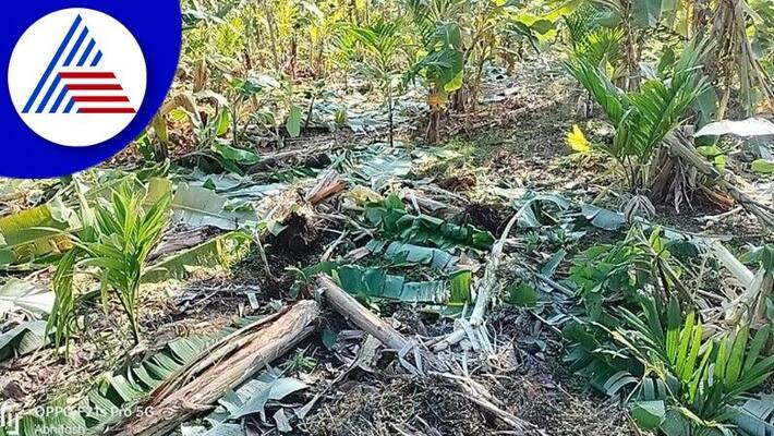 farmer escaped after wild elephant attack in Chikkamagaluru gow farmer escaped after wild elephant attack in Chikkamagaluru gow