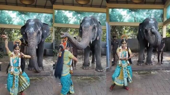 video of temple elephant blessing dancer in karnataka goes viral video of temple elephant blessing dancer in karnataka goes viral