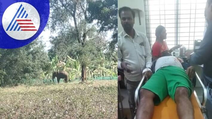 Elephant attack on farmer in Gundlupet Serious injury sat Elephant attack on farmer in Gundlupet Serious injury sat