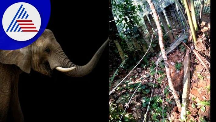 Forest Officers Struggle Wildelephant belongs to the forest rav Forest Officers Struggle Wildelephant belongs to the forest rav