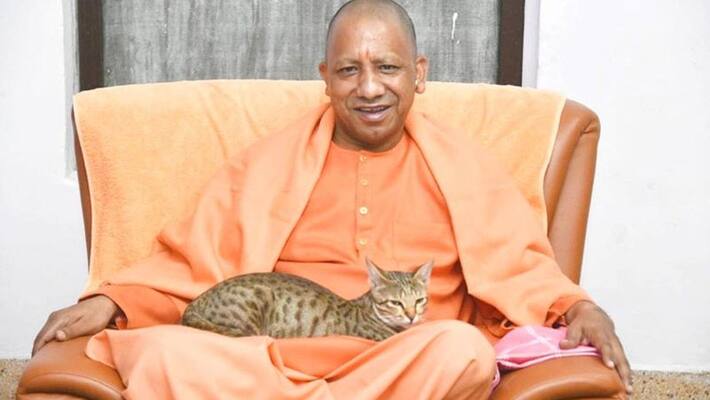 Uttar Pradesh CM Yogi Adityanath cuddling cat which sat on his lap, photo goes viral in social Media akb Uttar Pradesh CM Yogi Adityanath cuddling cat which sat on his lap, photo goes viral in social Media akb