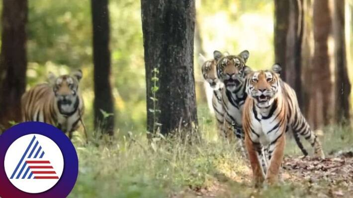 Tiger numbers increase in Bhadra sanctuary tiger census begins from December 1st gow Tiger numbers increase in Bhadra sanctuary tiger census begins from December 1st gow