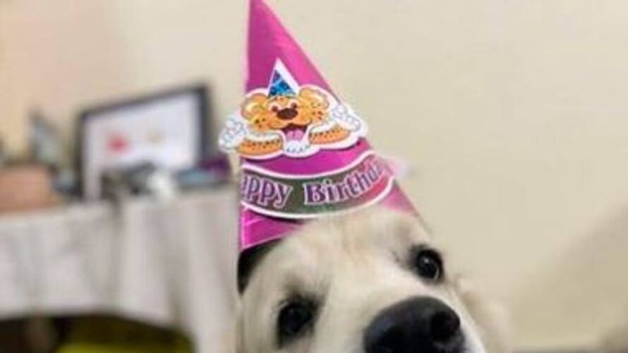 pet animals blessed in spain church, vidoe went viral pet animals blessed in spain church, vidoe went viral