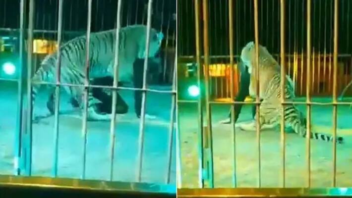tiger attacks circus trainer bites his neck during live performance in italy watch video ash tiger attacks circus trainer bites his neck during live performance in italy watch video ash
