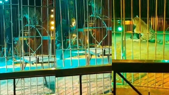tiger attacks circus trainer during live performance in italy tiger attacks circus trainer during live performance in italy