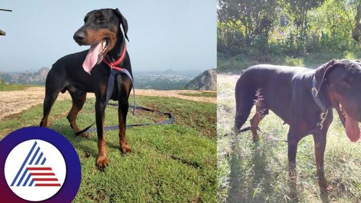 Crime detection expert Ram Dog is no more There is eerie silence in the police unit sat Crime detection expert Ram Dog is no more There is eerie silence in the police unit sat