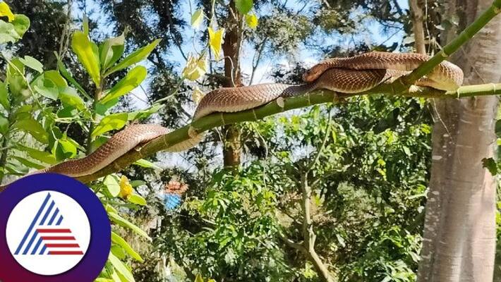 amazing movement of the cobra every day at anekal gvd amazing movement of the cobra every day at anekal gvd
