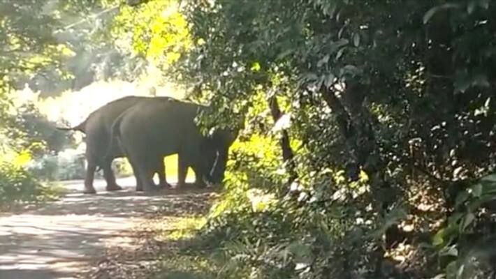 15 more forest elephants entered residential area in coimbatore 15 more forest elephants entered residential area in coimbatore