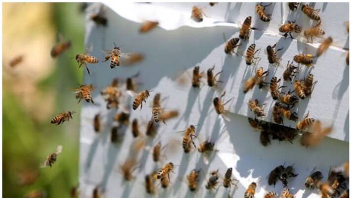 Malappuram Cheekode school students were stung by wasps Malappuram Cheekode school students were stung by wasps