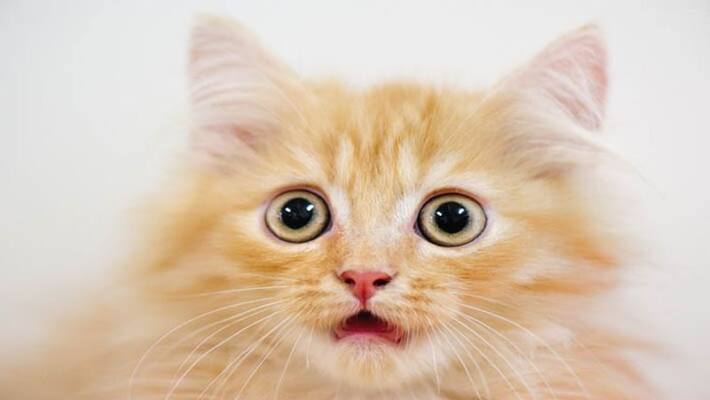Exotic cat worth Rs 50K stolen from Chintalkunta residence Exotic cat worth Rs 50K stolen from Chintalkunta residence