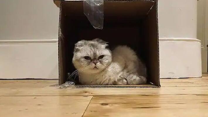 Taylor Swift's cat is worth a reported $97 million, but it's still not the wealthiest pet in the world Taylor Swift's cat is worth a reported $97 million, but it's still not the wealthiest pet in the world