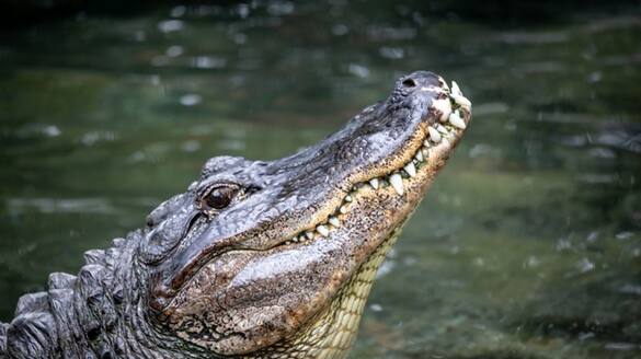 giant crocodile lives moyar river in sathyamangalam