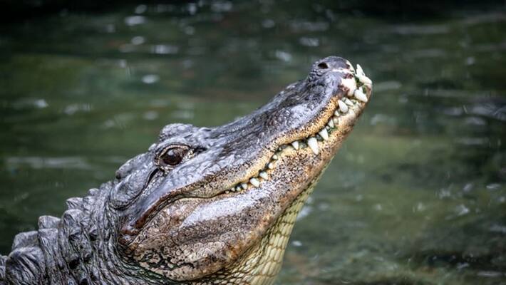 giant crocodile lives moyar river in sathyamangalam giant crocodile lives moyar river in sathyamangalam