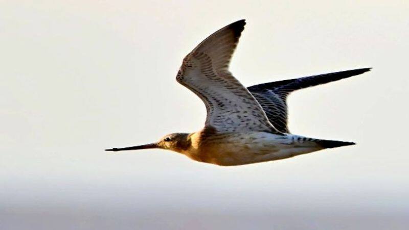 Bird breaks world record by flying non-stop from Alaska to Australia