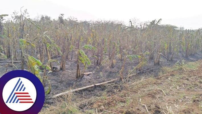 fire accident in banana plantation at Gadag gow fire accident in banana plantation at Gadag gow