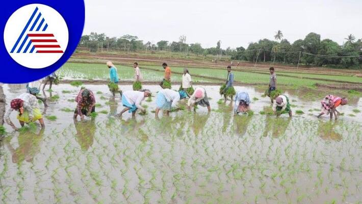 Search for laborers from farmers for paddy planting at bellary rav Search for laborers from farmers for paddy planting at bellary rav