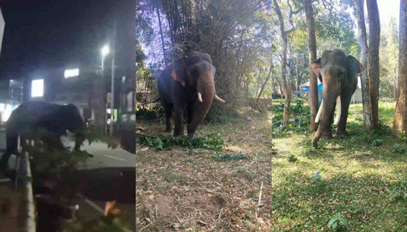 Wayanad wild elephant arasiraja story