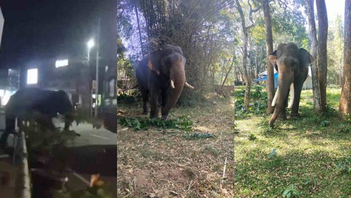 kumki elephants reached in sulthan bathery to trap tusker kumki elephants reached in sulthan bathery to trap tusker