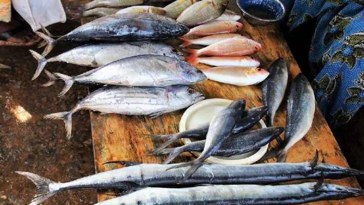 fish rates are very high in kanniyakurmari district ports fish rates are very high in kanniyakurmari district ports