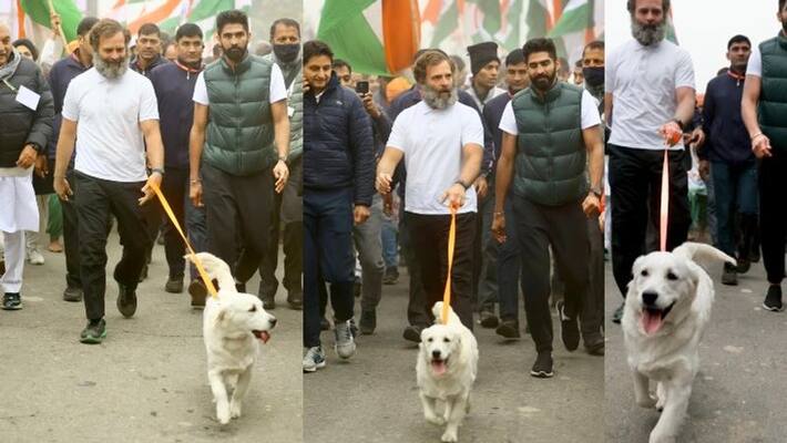 Priyanka gandhi dog who walked with Rahul gandhi in Bharath jodo yatra akb Priyanka gandhi dog who walked with Rahul gandhi in Bharath jodo yatra akb
