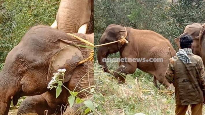 Wayanad wild elephant arasiraja story Wayanad wild elephant arasiraja story