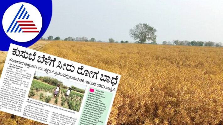 kusube crop affected by seeru disease farmers panic at gadag rav kusube crop affected by seeru disease farmers panic at gadag rav