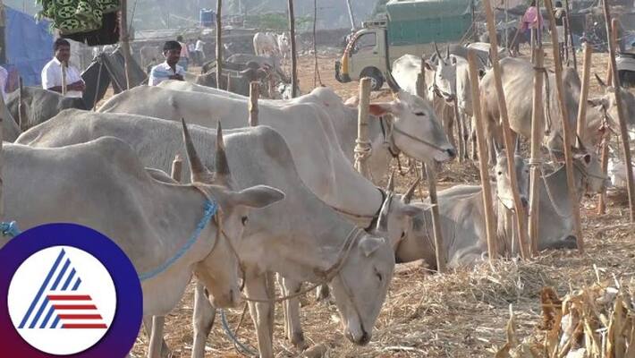 Cattle Lumpy skin disease Banning of historic Bukanabetta cattle fair sat Cattle Lumpy skin disease Banning of historic Bukanabetta cattle fair sat
