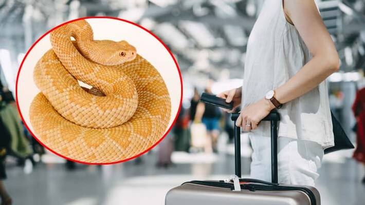USA : 4 feet snake in woman's carry on luggage at Florida airport USA : 4 feet snake in woman's carry on luggage at Florida airport