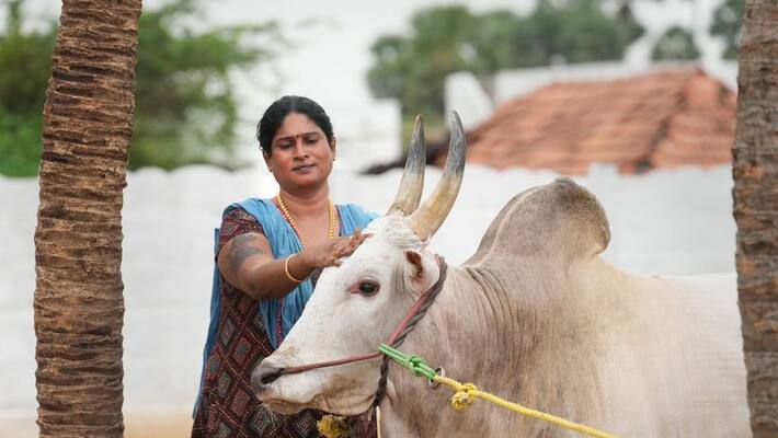 Pandemic rules court rulings and safety measurements on jallikattu Pandemic rules court rulings and safety measurements on jallikattu