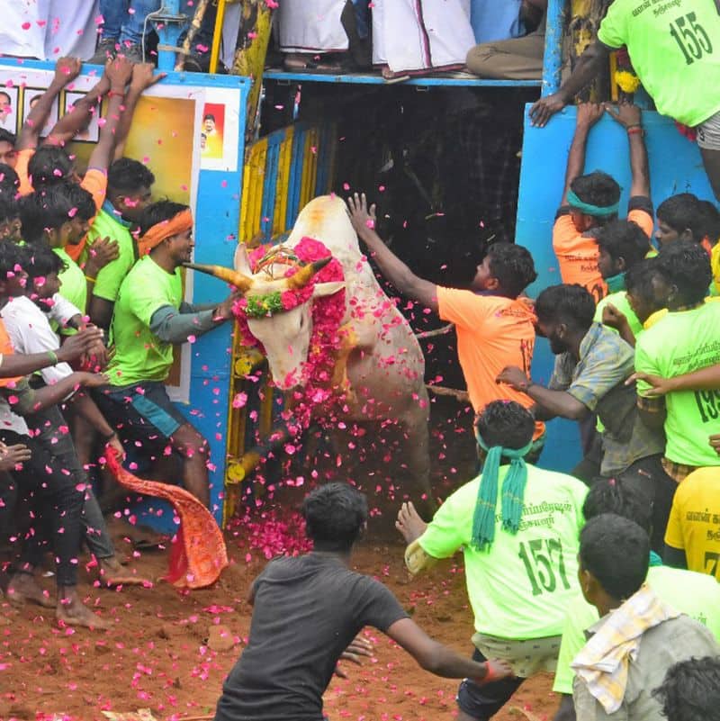 Cow wrestler killed in Palamedu Jallikattu competition